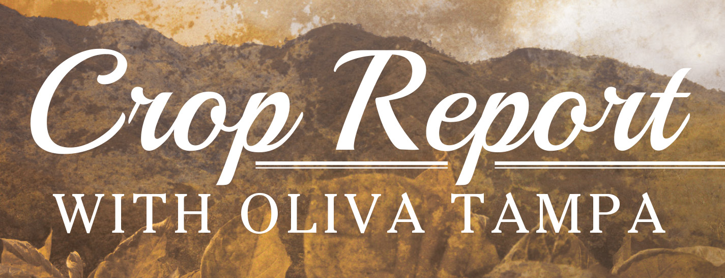 Crop Report with Oliva Tampa